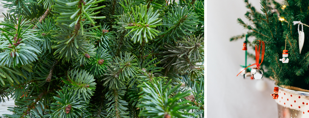 Dwars zitten rietje ontslaan Kerstbomen - GroenRijk Zevenaar | Tuincentrum, bloemist, dierenwinkel,  cadeauwinkel in één!