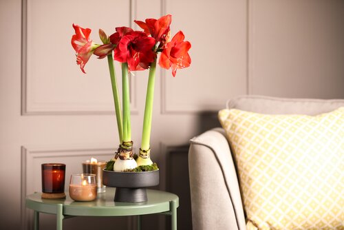 Amaryllis: dé blikvanger tijdens de feestdagen