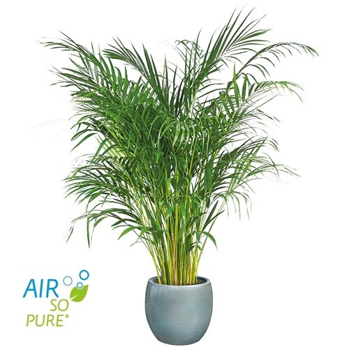 Areca palm