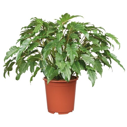 Philodendron