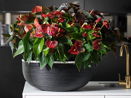 Woonplant van de maand december: Anthurium